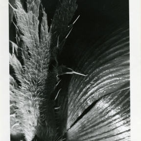 Poppy, gelatin silver print on paper, Rosalie Thorne McKenna, 1973, Gift of the Rosalie Thorne McKenna Foundation, © The Rosalie Thorne McKenna Foundation, CHS collection